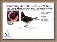 20-1093609  JEF VAN WANROY SUPER BREEDING HEN