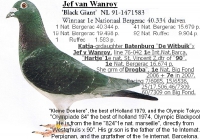 20-1093669 JEF VAN WANROY BREEDING COCK