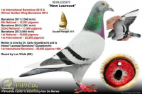 20-1736568 JELLE JELLEMA HEN INBRED KLEINE JADE