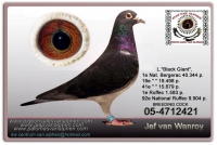 21-1517327  JEF VAN WANROY BREEDING COCK