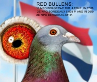 19-3934331 Jan Bullens/Den Rooie Duuk/Red Bullens hen.