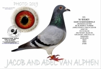 24-8075322  GERARD KOOPMAN/HARRY HOOYMANS HEN