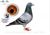 24-8075428  C & G KOOPMAN HEN 