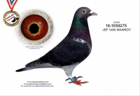 20-1734193  JEF VAN WANROY hen: