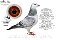  24-8075436 GEBR. A & B LEIDEMAN HEN OUT ORIGINAL