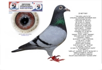 24-8076593 C & G KOOPMAN COCK OUT ORIGINAL!!