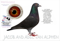23-9589247  JEF VAN WANROY HEN
