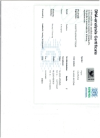 22-8072346 GERARD KOOPMAN ORIGINAL HEN