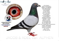 24-8076606 100 % GEBR. A & B LEIDEMAN HEN