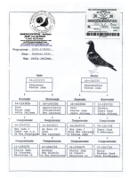 20-1736565  JELLE JELLEMA HEN INBRED KLEINE JADE 1E INTERNATIONAL BARCELONA,