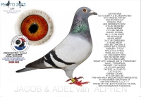 25-7023350  GEBR. A & B LEIDEMAN/ RUDY VAN REETH COCK