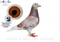 25-7023350  GEBR. A & B LEIDEMAN/ RUDY VAN REETH COCK