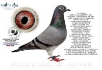 25-1551937  100 % GEBR. A & B LEIDEMAN HEN