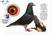  25-1550173  JEF VAN WANROY INBRED BLACK GIANT COCK