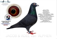  25-1550173  JEF VAN WANROY INBRED BLACK GIANT COCK