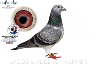 25-1551962  GERARD KOOPMAN X  GEBR. A & B LEIDEMAN HEN>