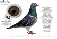 25-1551962  GERARD KOOPMAN X  GEBR. A & B LEIDEMAN HEN>