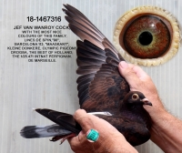 25-1550143  JEF VAN WANROY COCK 