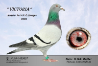 21-1520084  GERARD KOOPMAN X ARJAN BEENS X JAN GROOTOONK COCK