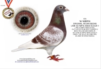 17-1547653  100% ARJAN BEENS COCK,