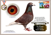 17-1547653  100% ARJAN BEENS COCK,