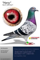 GB 20-26005."PRINCE JAMES" GRSON "HARRY' FROM HOOYMANS, COCK