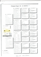 19-N33501 Top Jelle Jellema hen