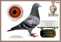 19-N33501 Top Jelle Jellema hen