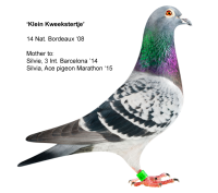 19-1261575 JELLE JELLEMA HEN X NATIONAL TOP