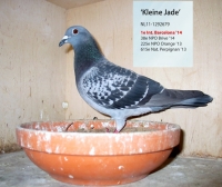 23-9589247 JELLE JELLEMA HEN