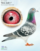 23-9589247 JELLE JELLEMA HEN