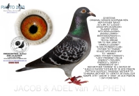 24-8075344 GERARD KOOMAN COCK OUT ORIGINAL