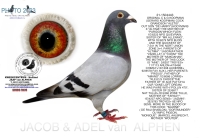 24-8075344 GERARD KOOMAN COCK OUT ORIGINAL