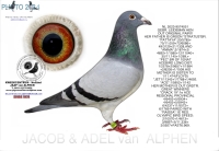 25-1550294&nbsp; 100% A & B LEIDEMAN COCK, INBRED GOED GRIJS.