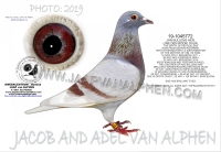 25-1550075&nbsp; JAN BULLENS/ RED BULLENS COCK