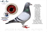 25-1551908&nbsp; DIRK VAN DE BULCK COCK