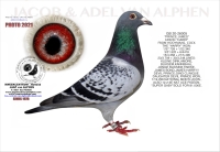 25-1550978&nbsp; JAN HOOYMANS COCK