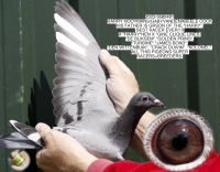 25-1550978&nbsp; JAN HOOYMANS COCK