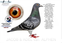 25-1550047&nbsp; A & B LEIDEMAN COCK