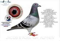 25-1550047&nbsp; A & B LEIDEMAN COCK