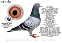 25-1550047&nbsp; A & B LEIDEMAN COCK