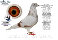 25-1553085&nbsp; A & B LEIDEMAN HEN