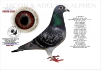 25-1550292 JELLE JELLEMA HEN,