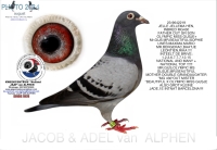 25-1550951 JELLE JELLEMA/ ARJAN BEENS COCK