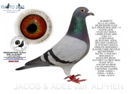 25-1550951 JELLE JELLEMA/ ARJAN BEENS COCK