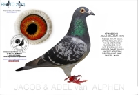 25-1550992 JELLE JELLEMA HEN