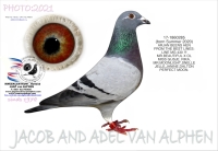 25-1550071 &nbsp;JELLE JELLLEMA HEN