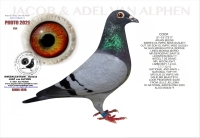 25-1550071 &nbsp;JELLE JELLLEMA HEN