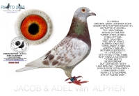 25-1550181&nbsp; A & B LEIDEMAN HEN