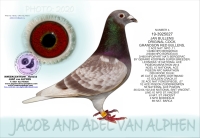 26-8574732 JAN BULLENS/ RED BULLENS HEN